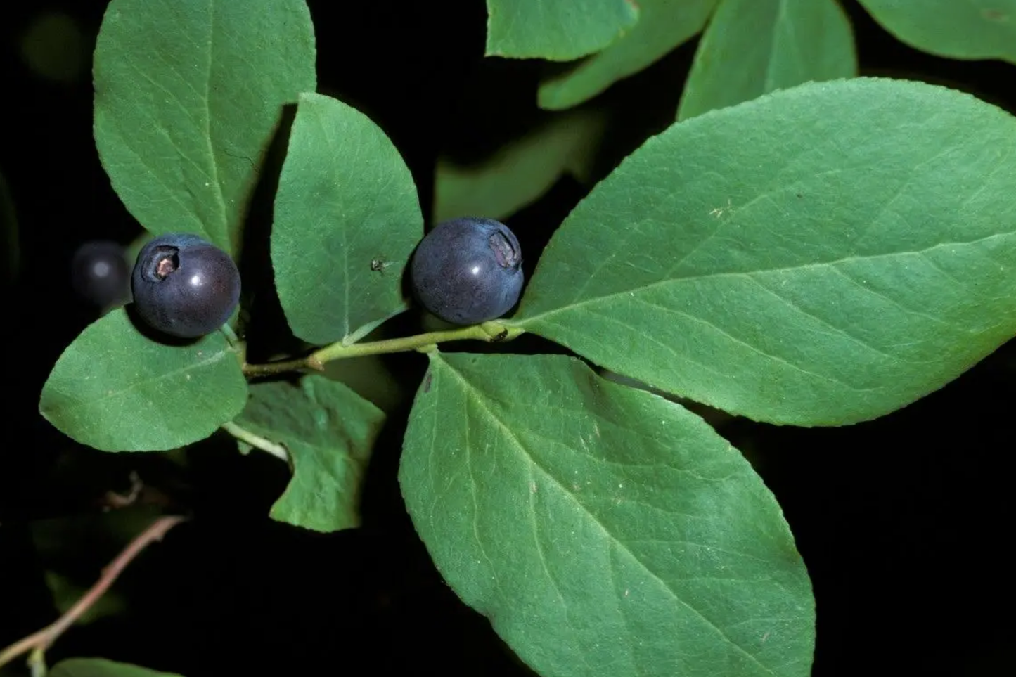 Azure Huckleberry Seeds - Non-GMO Vaccinium membranaceum Flower Seeds Pack of 125/300/500