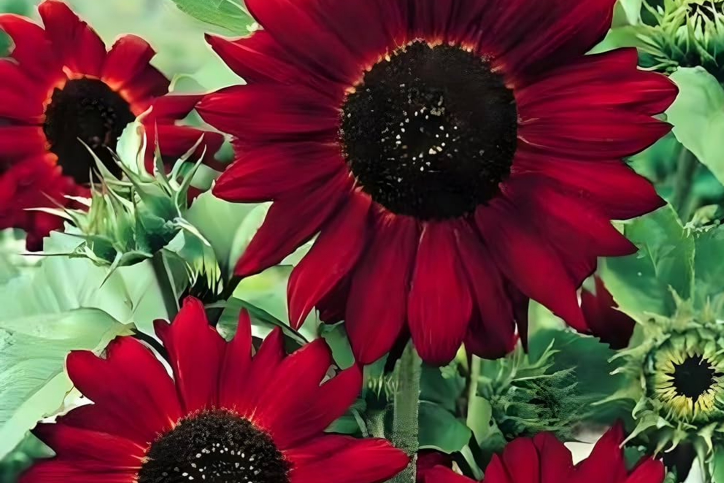 Red Velvet Queen Sunflower Seeds - Heirloom, Non-GMO, Large Red Flowers, Helianthus annuus, Garden Planting Seeds
