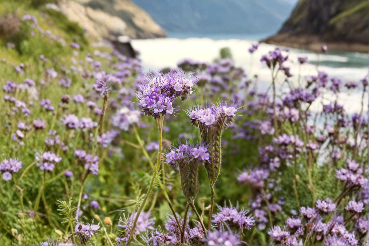 Lacy Phacelia Seeds - 100 Count - Phacelia tanacetifolia - Native Annual Wildflower - Bee Magnet for Pollinator Gardens