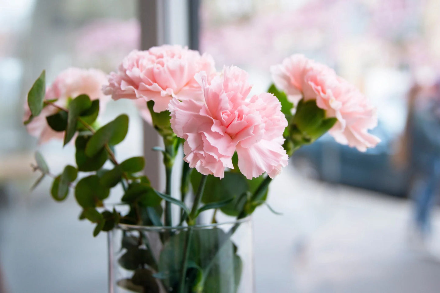La France Carnation Seeds | Shell Pink Double Blooms | Fragrant Dianthus Caryophyllus | Pollinator-Friendly Cut Flowers