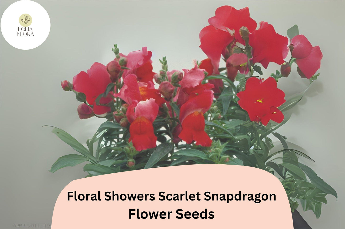 Floral Showers Scarlet Snapdragon Seeds - 1000+ Bold Red Blooms for Garden & Containers