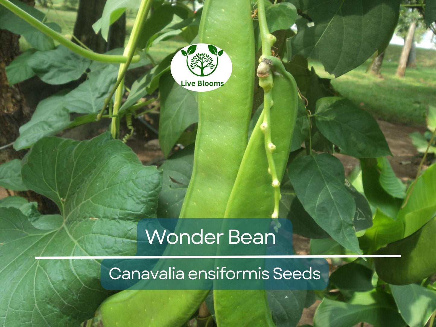 10 Wonder Bean Seeds - Giant Jack/Sword Beans (Canavalia ensiformis) - High-Yield, Heat Tolerant, Easy to Grow