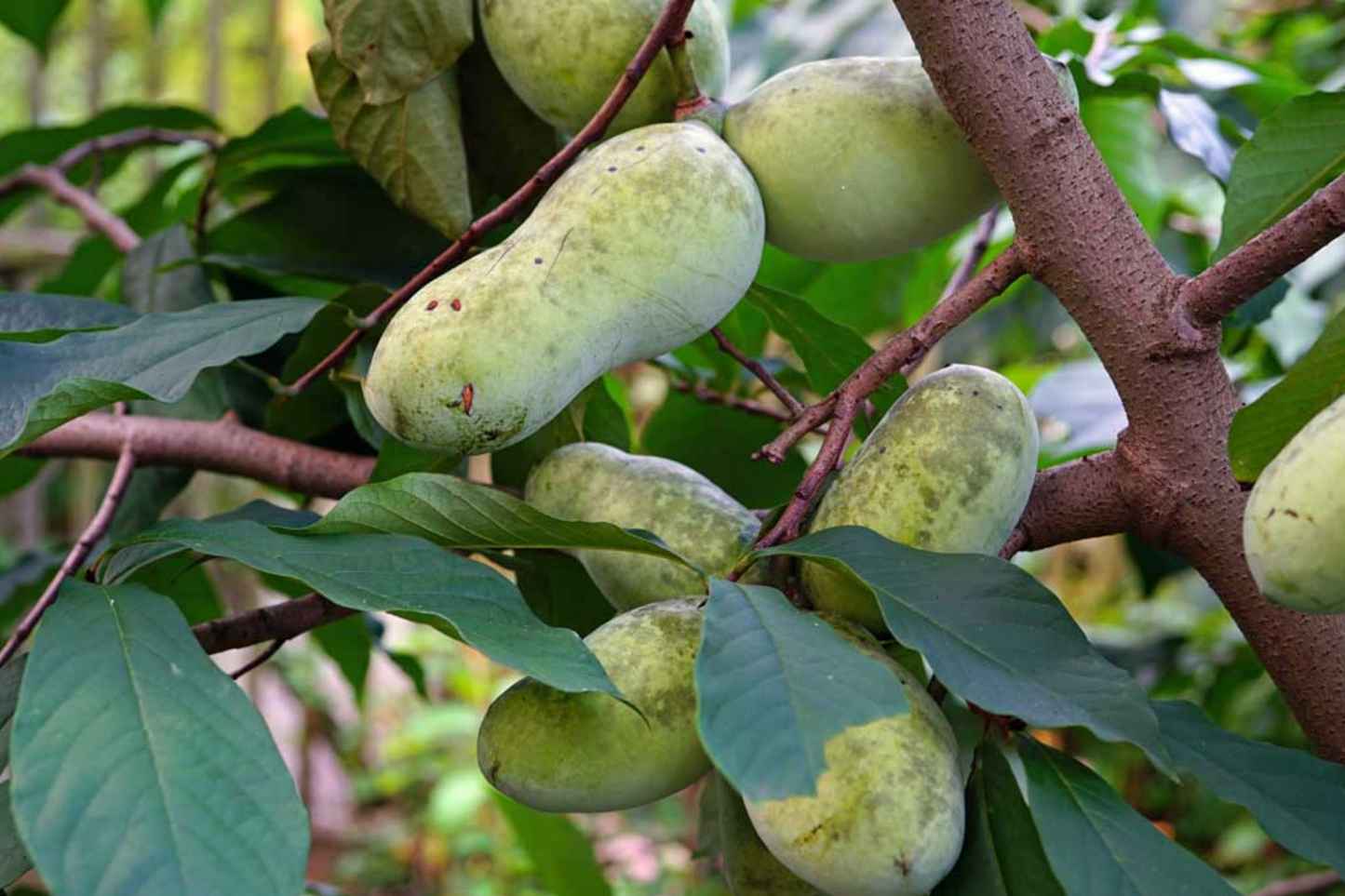 Paw Paw Tree Seeds Grafted Cultivars - Asimina triloba - Peat Packed for Easy Growing