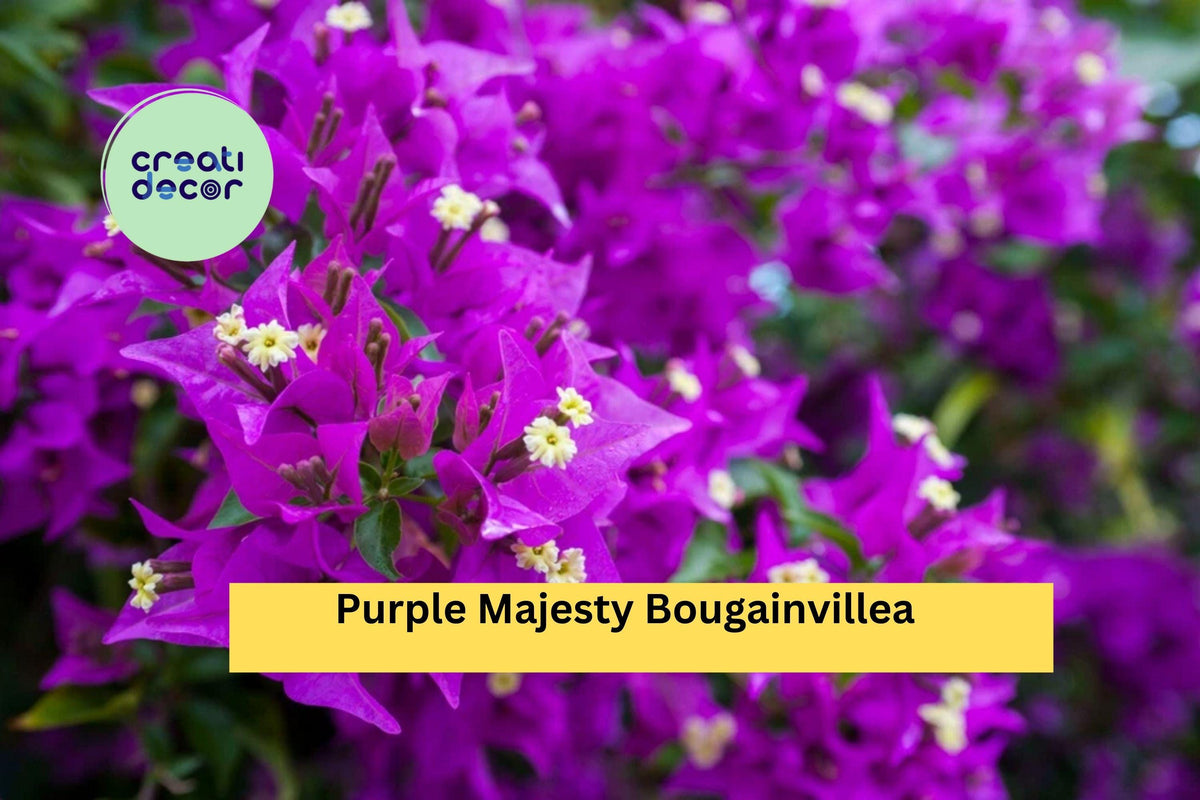Purple Majesty Bougainvillea Live Rooted Starter Plant - Vibrant Purple Tropical Climbing Vine