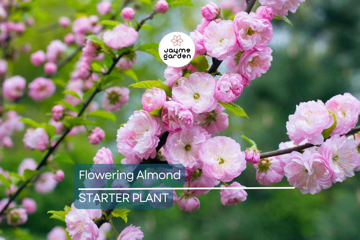 5 Pink Flowering Almond Plants | 6-12" Bareroot Shrubs | Prunus glandulosa | Hardy Spring Blooms for Full Sun or Partial Shade