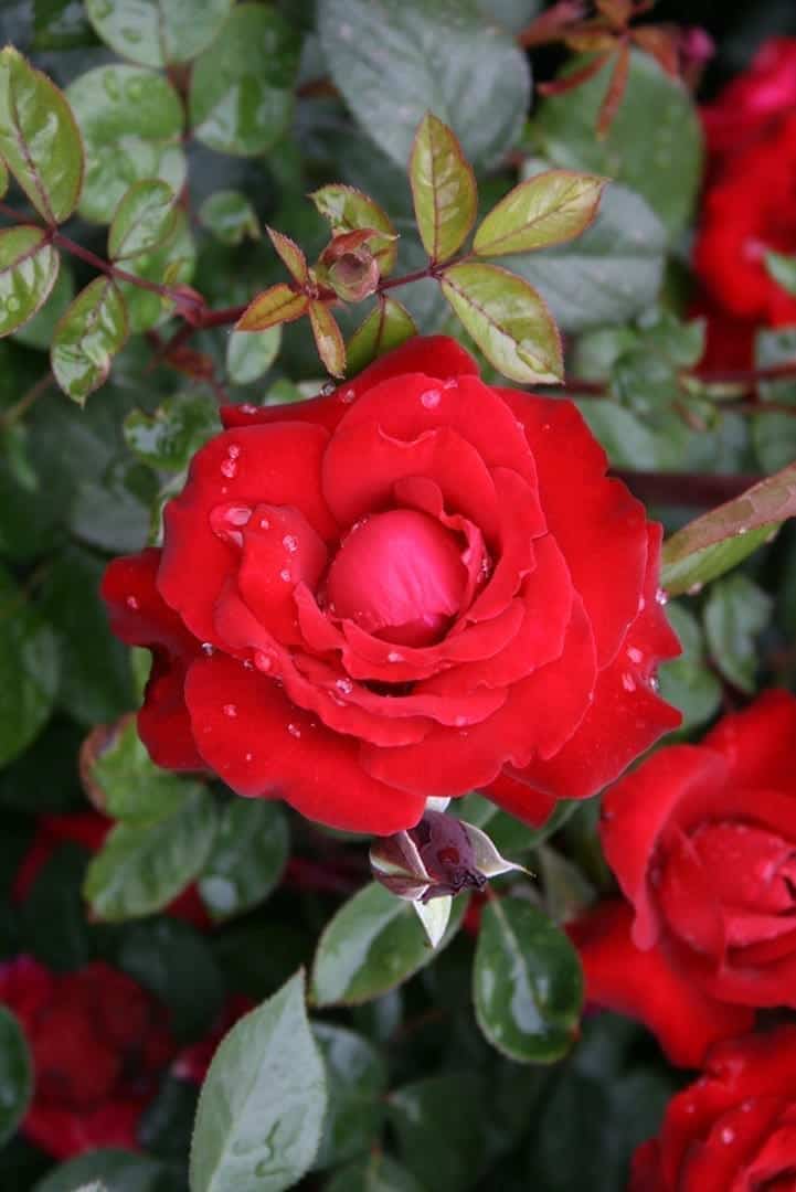 Super Rare Black Cherry Rose Cuttings (3 Unrooted) – Deep Dark Red Rosa ‘Black Cherry’ for Rooting & Grafting