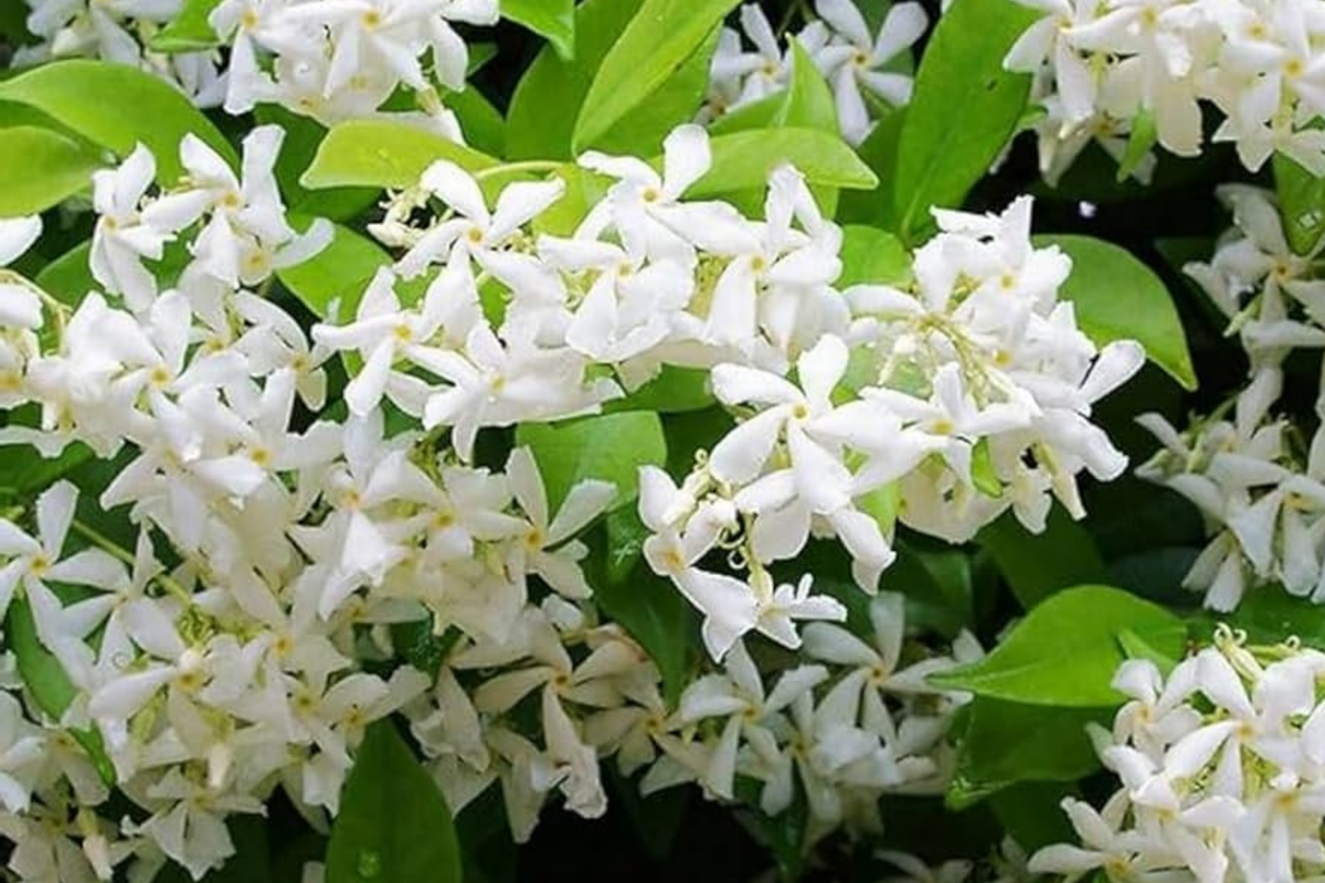 Climbing Jasmine Seeds - 100+ Fragrant White Flowers for Garden, Trellis, Fence - Jasminum multiflorum
