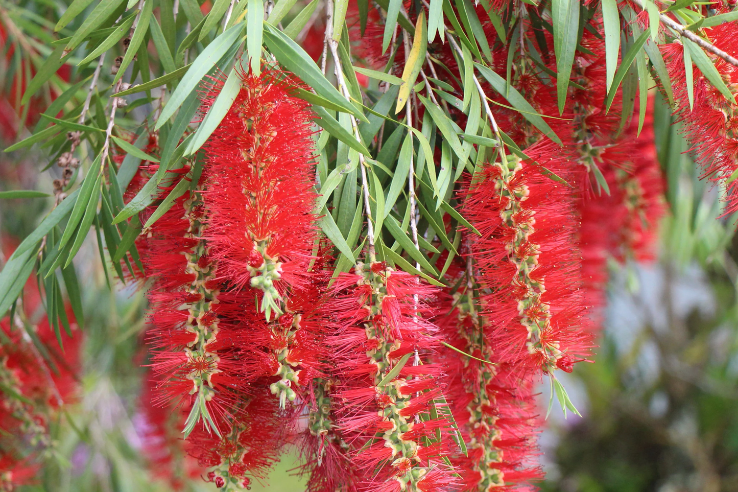 Weeping Bottlebrush Seeds - 100 Pack - Callistemon viminalis Flowering Garden Plant Seeds