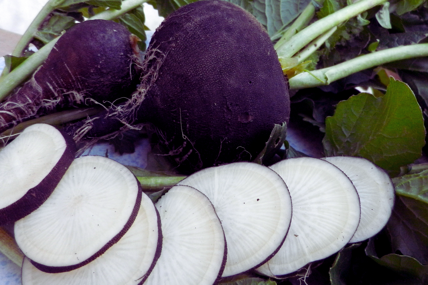 Black Spanish Radish Seeds | 300+ Non-GMO Seeds | Raphanus sativus