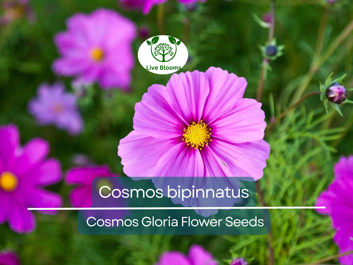Cosmos Seeds 1 Gram Cosmos Gloria Vibrant Annual Flower for Gardens Pollinator Habitat Cosmos bipinnatus