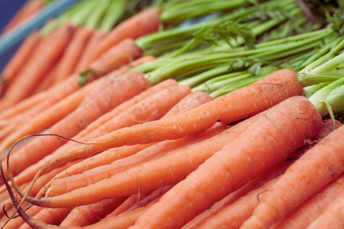 Tendersweet Carrot Seeds - 800+ Non-GMO Seeds for Home Garden | Daucus carota