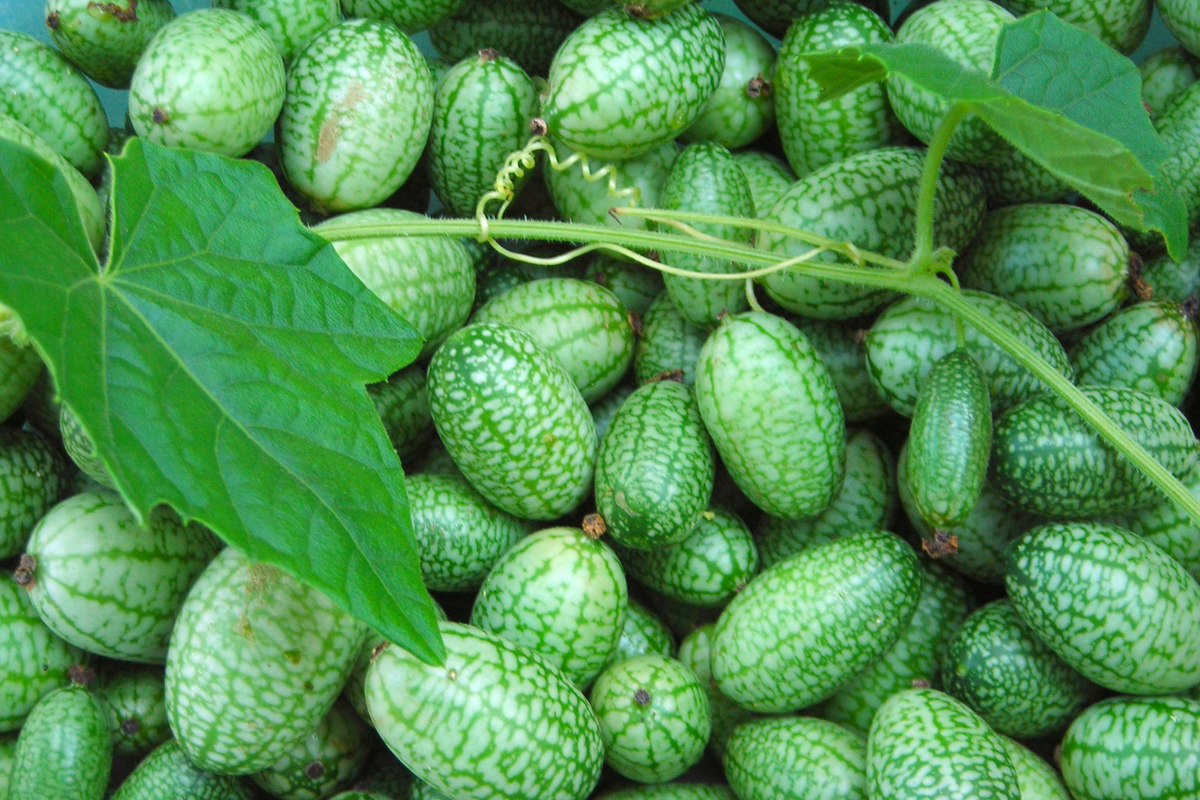 Mexican Gherkin Seeds | Heirloom Non-GMO Cucamelon | Mini Cucumber Melothria scabra for Container Gardening