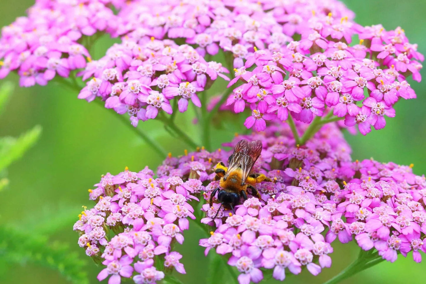 Cerise Queen Yarrow Seeds | Vibrant Pink Flowers | Drought Tolerant Perennial | Achillea millefolium | Pollinator-Friendly Garden Seeds