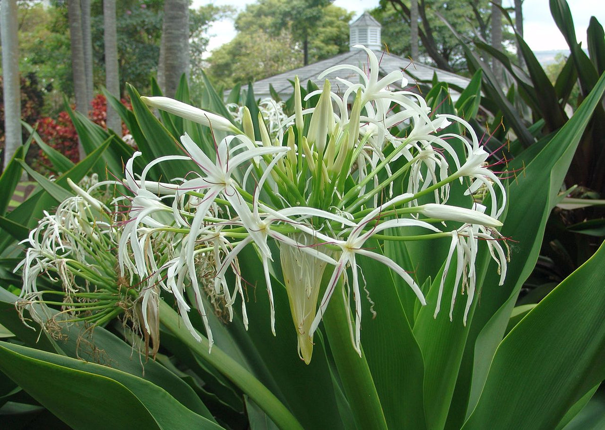 White Spider Crinum Lily Amoenum Live Rooted Starter Plant | Hardy Perennial Tropical Bulb with Fragrant Giant Flowers