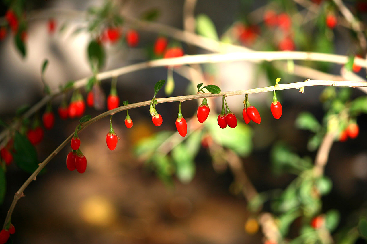 10 Goji Berry Cuttings – Unrooted Lycium barbarum for Propagation, Superfruit Plant, Drought Tolerant, Hardy Shrub, Fresh