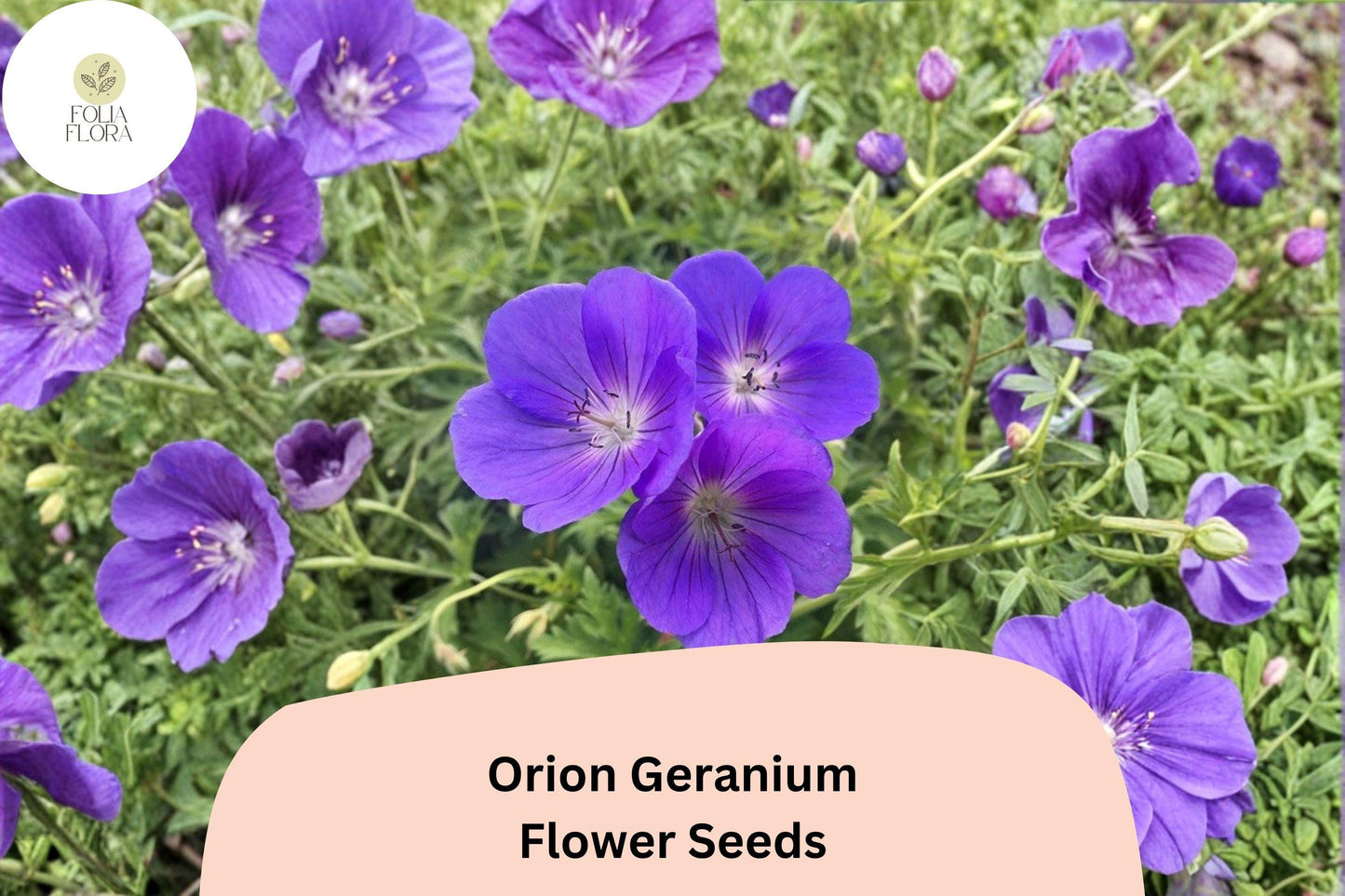 25+ Orion Geranium Seeds | Hardy Perennial with Violet-Purple Blooms for Garden Borders & Pollinator Gardens