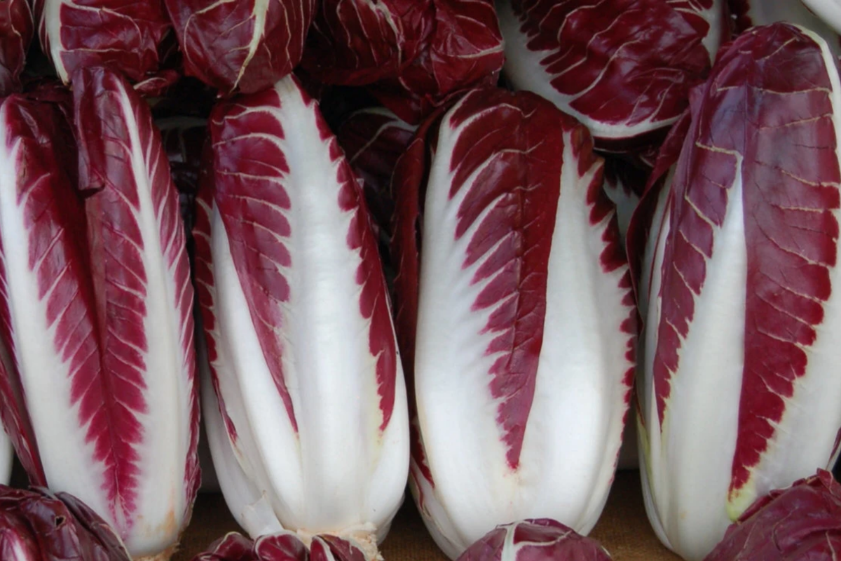 Radicchio Seeds – Heirloom, Non-GMO, Cichorium intybus, Vegetable Seeds for Home Gardens & Containers