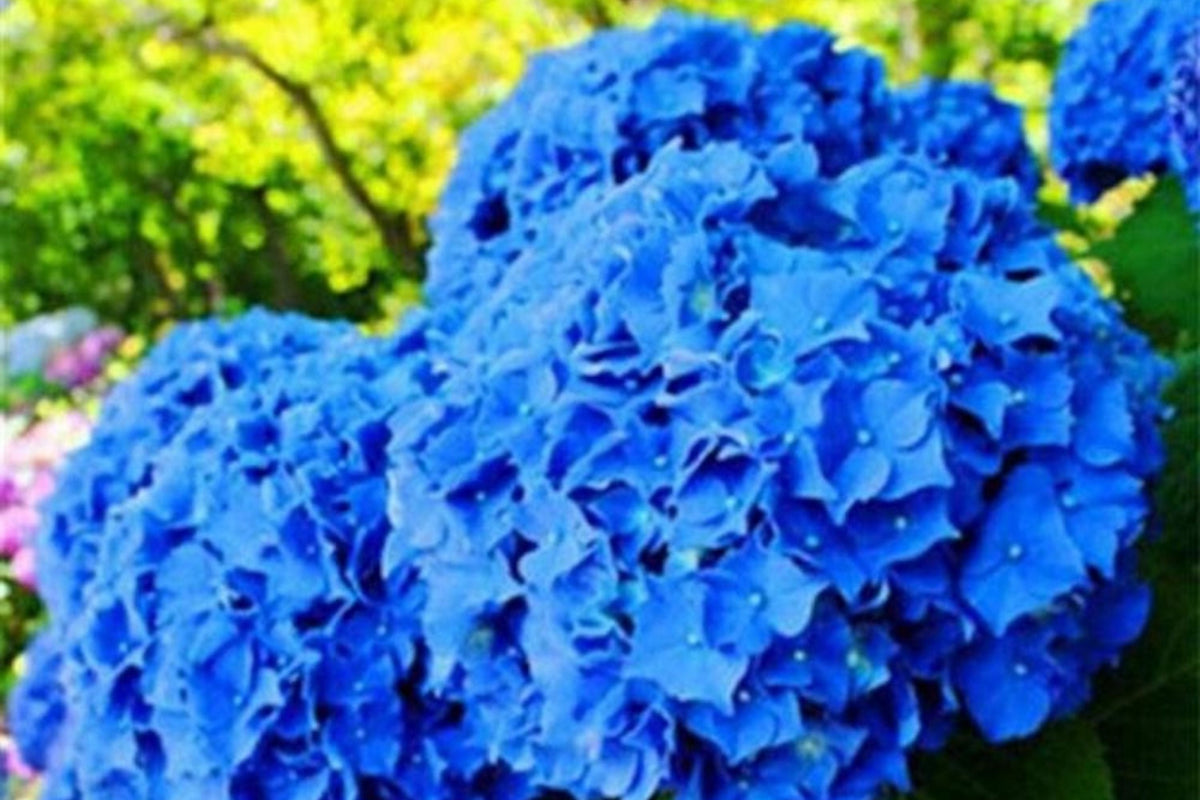 Hydrangea Seeds Spring Mix - Non-GMO Hydrangea macrophylla - 85 or 250 Seeds