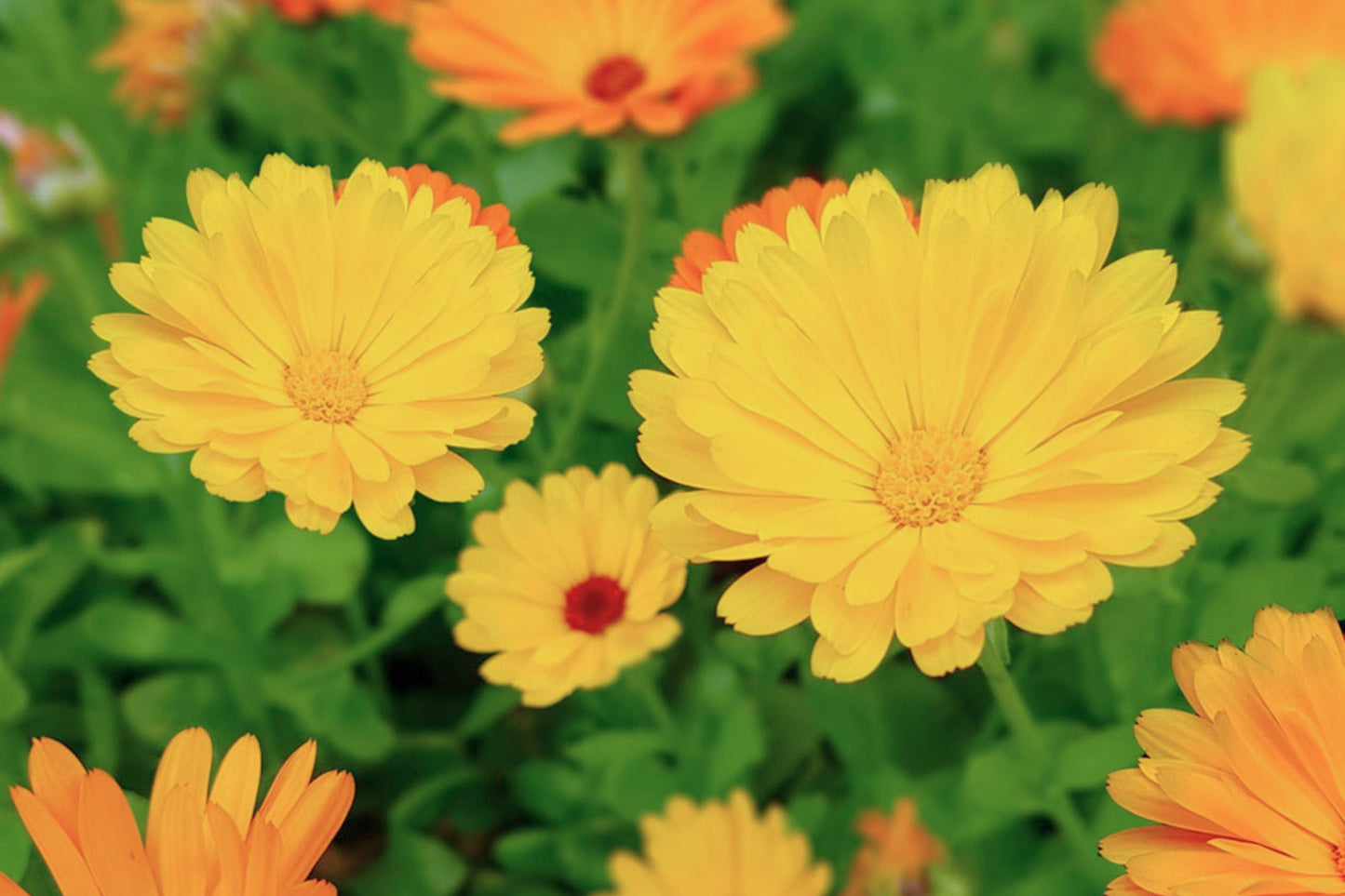 Calendula Flower Seeds Mix | Heirloom Pacific Beauty | USA Shipping