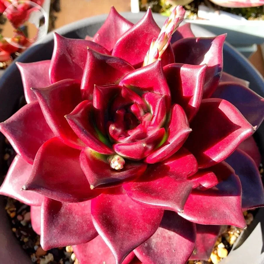 Rare Red Succulent Echeveria Agavoides v. Romeo Rubin 2.5" Bare Root Indoor Plant for Home Decor