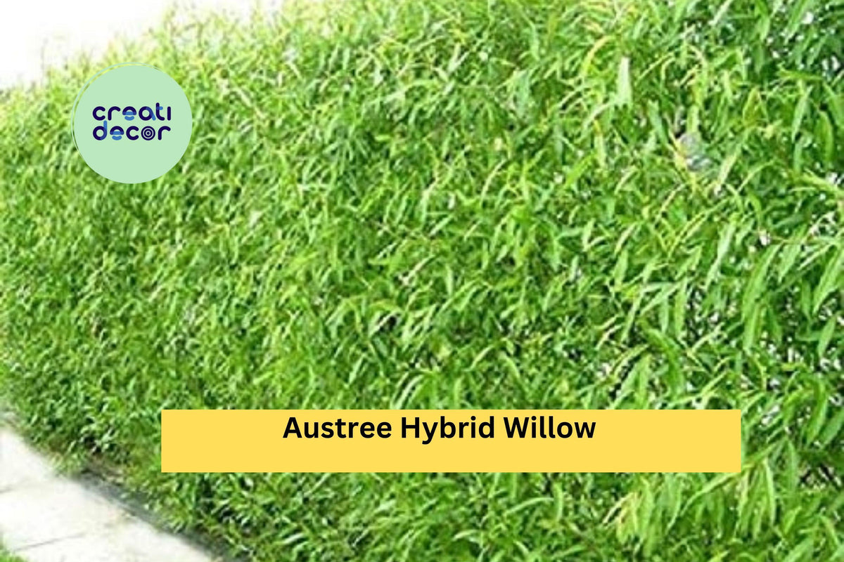 50 Austree Hybrid Willow Cuttings | Fast Growing Trees for Privacy Hedges & Windbreaks