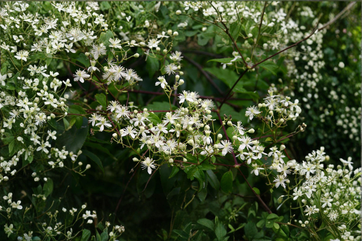 Clematis Seeds – 50 Count – Virgin’s Bower – Fragrant White Flowering Vine – Clematis virginiana – Native Pollinator Plant