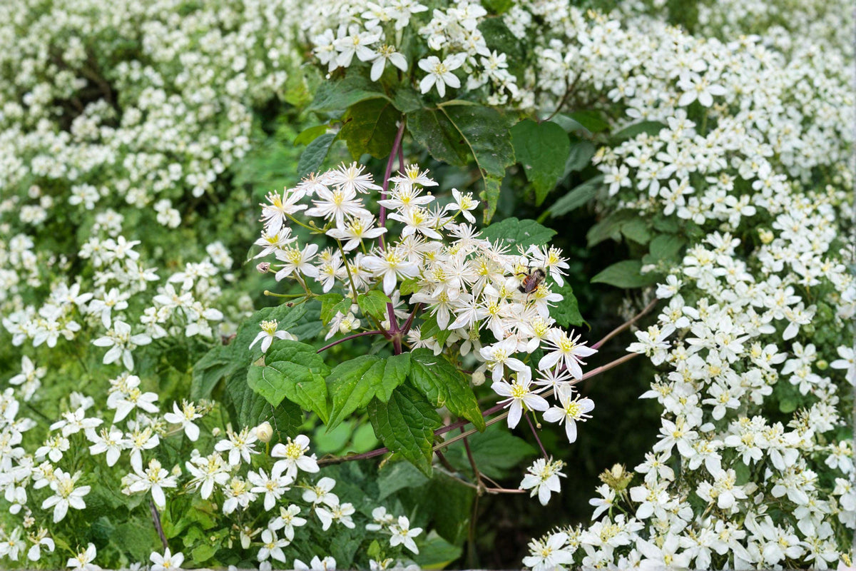 Virgin’s Bower Seeds - 50 Count - Clematis virginiana - Native Climbing Vine for Pollinator Gardens and Landscapes