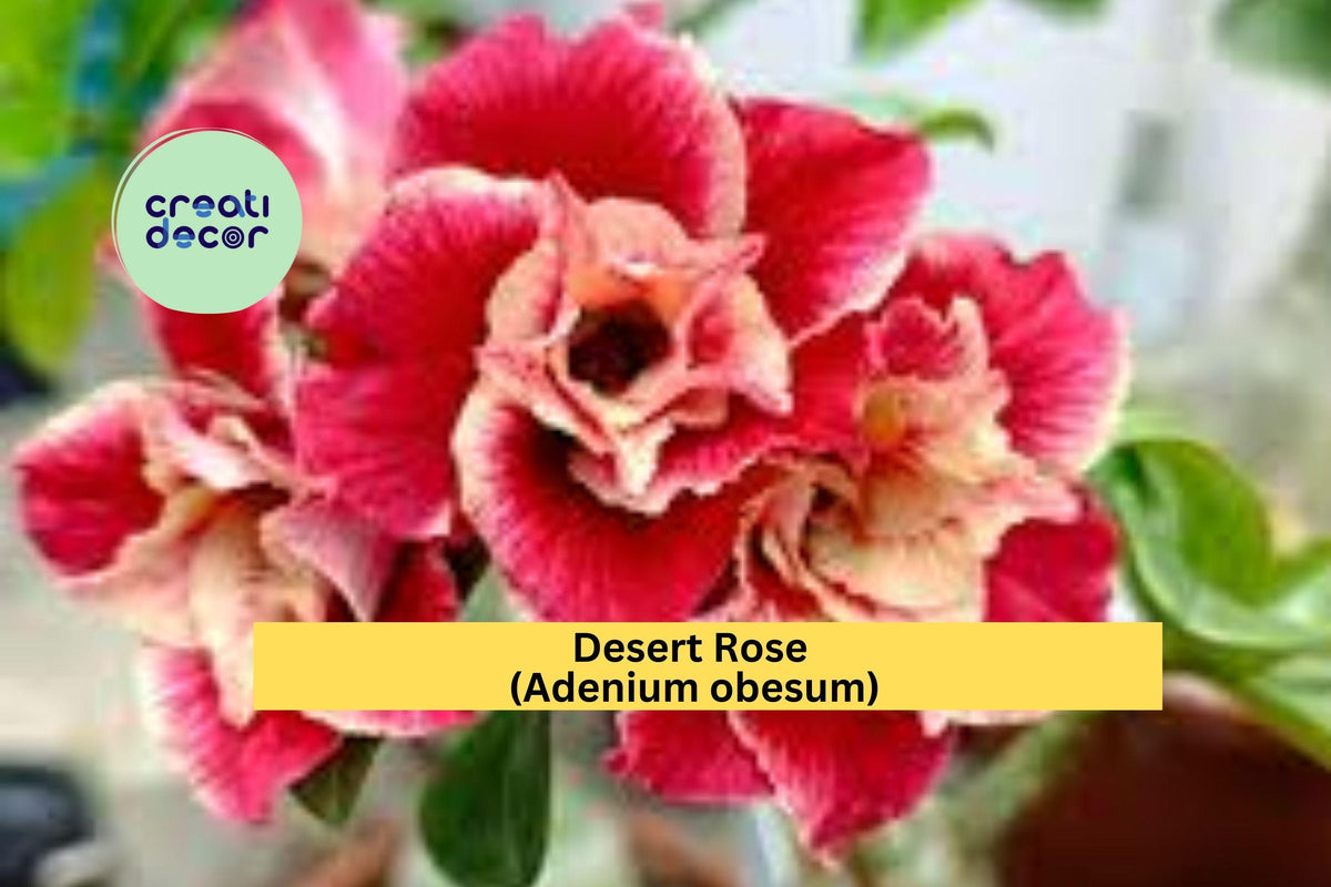 Desert Rose Plant Adenium obesum Rooted Seedling 4-6 Inch for Bonsai Patio Tropical Garden
