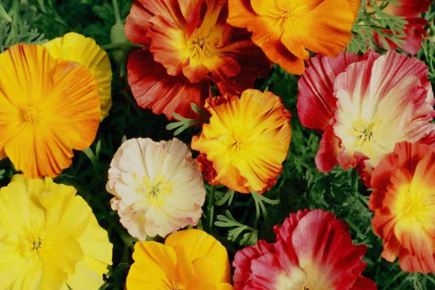 California Poppy Seeds - Ballerina Mix - Flower Seeds for Garden, Wildflower, Pollinator Attractant - Eschscholzia californica