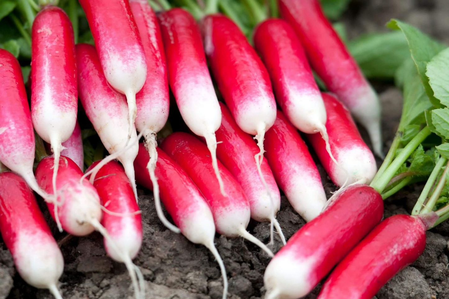 French Breakfast Radish Seeds | 300+ Non-GMO Heirloom Seeds | Raphanus sativus