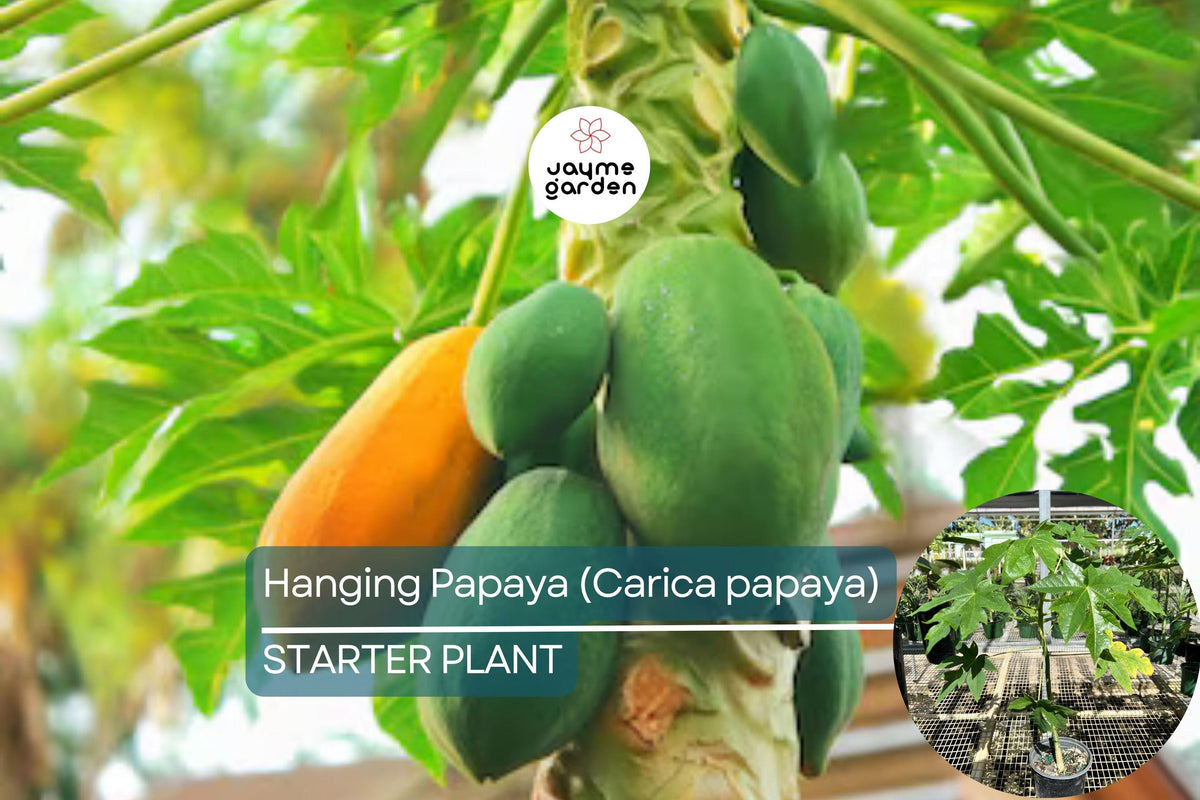 Hanging Papaya Tree Plant 1’-2’ Carica papaya | Easy to Grow Tropical Fruit | Sweet Juicy Papayas for Home Gardens
