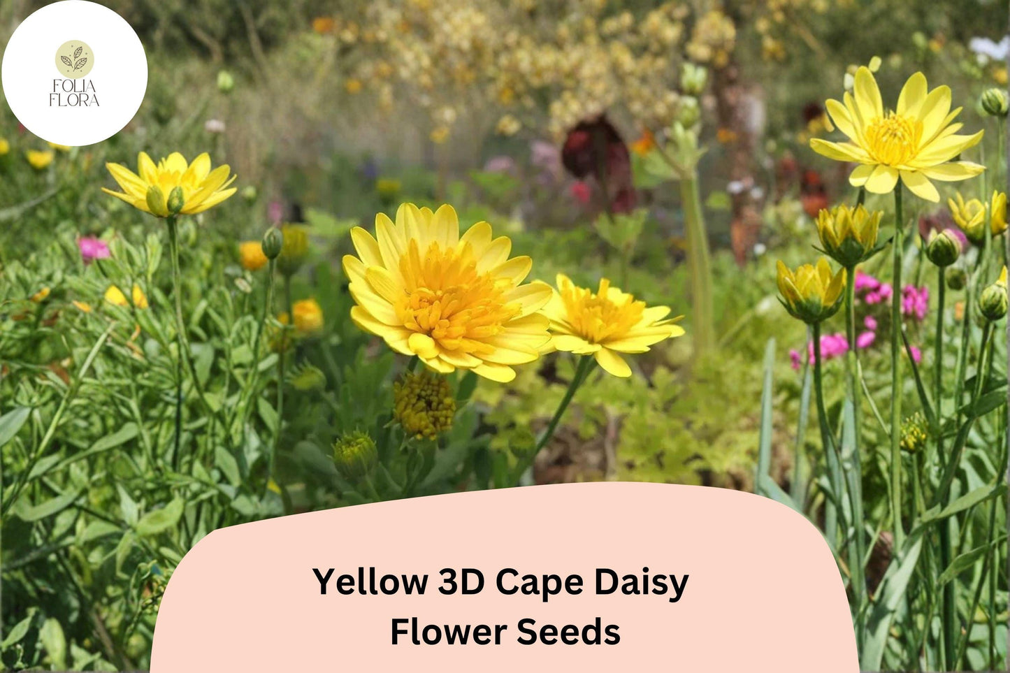 50+ Yellow 3D Cape Daisy Seeds | Osteospermum ecklonis | Golden Bloom | Easy to Grow Garden Flower Seeds