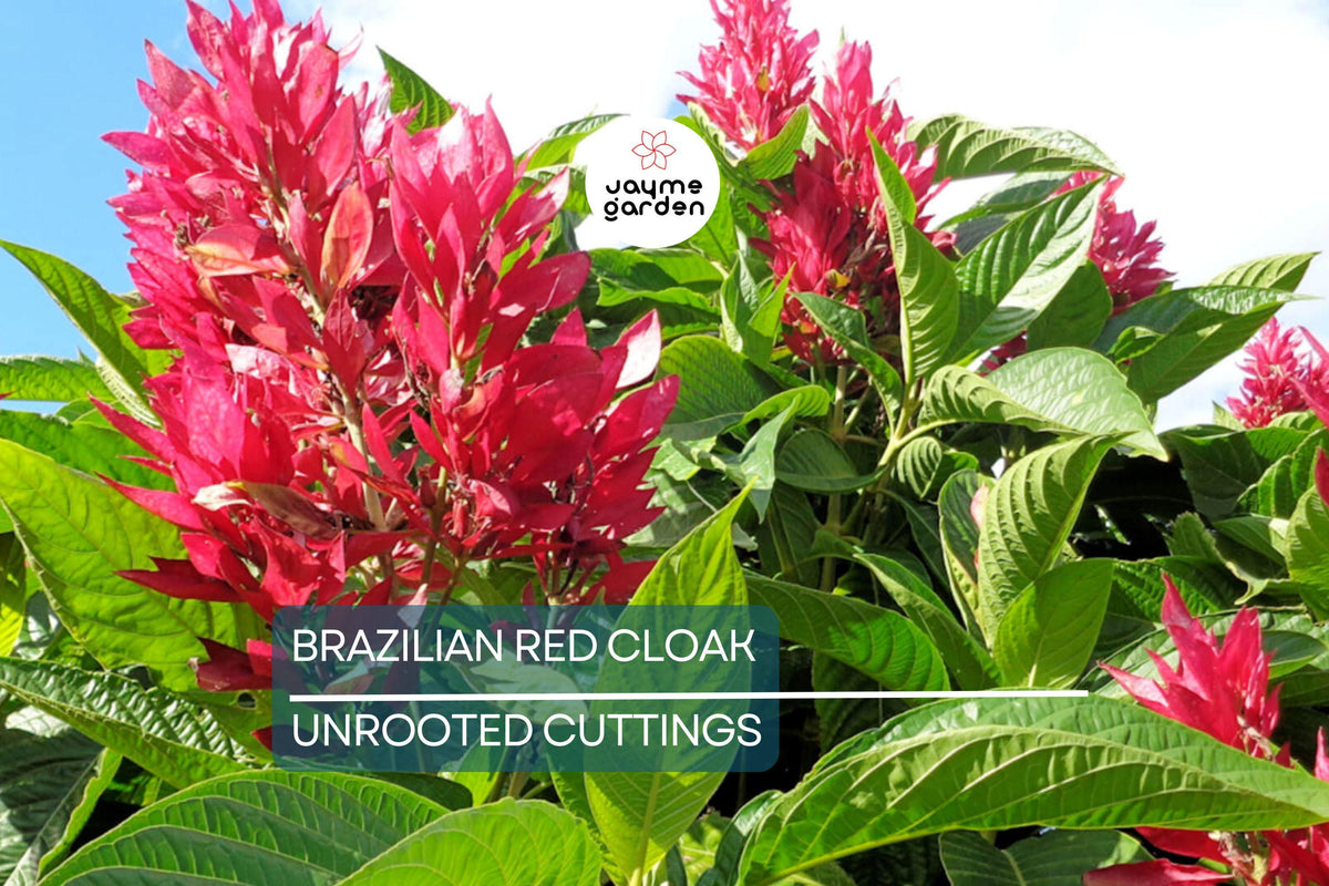 Brazilian Red Cloak Cuttings - 7 Fresh Unrooted Cuttings of Megaskepasma erythrochlamys - Easy to Root Tropical Flowering Shrub