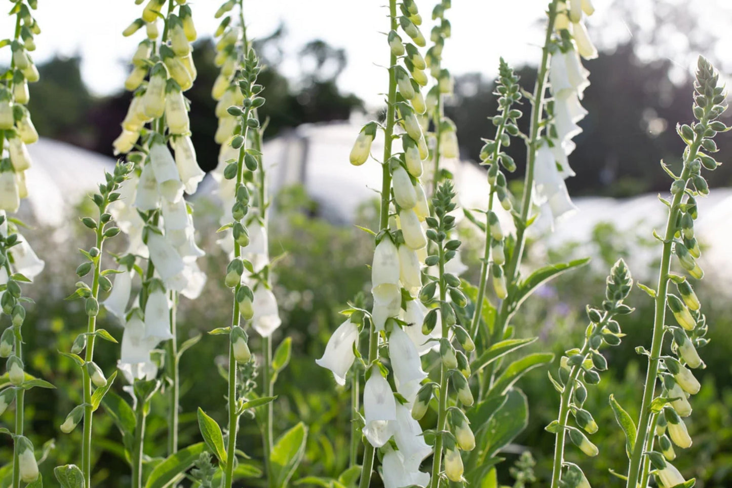 Alba Foxglove Seeds - Non-GMO Digitalis purpurea for Shade Gardens