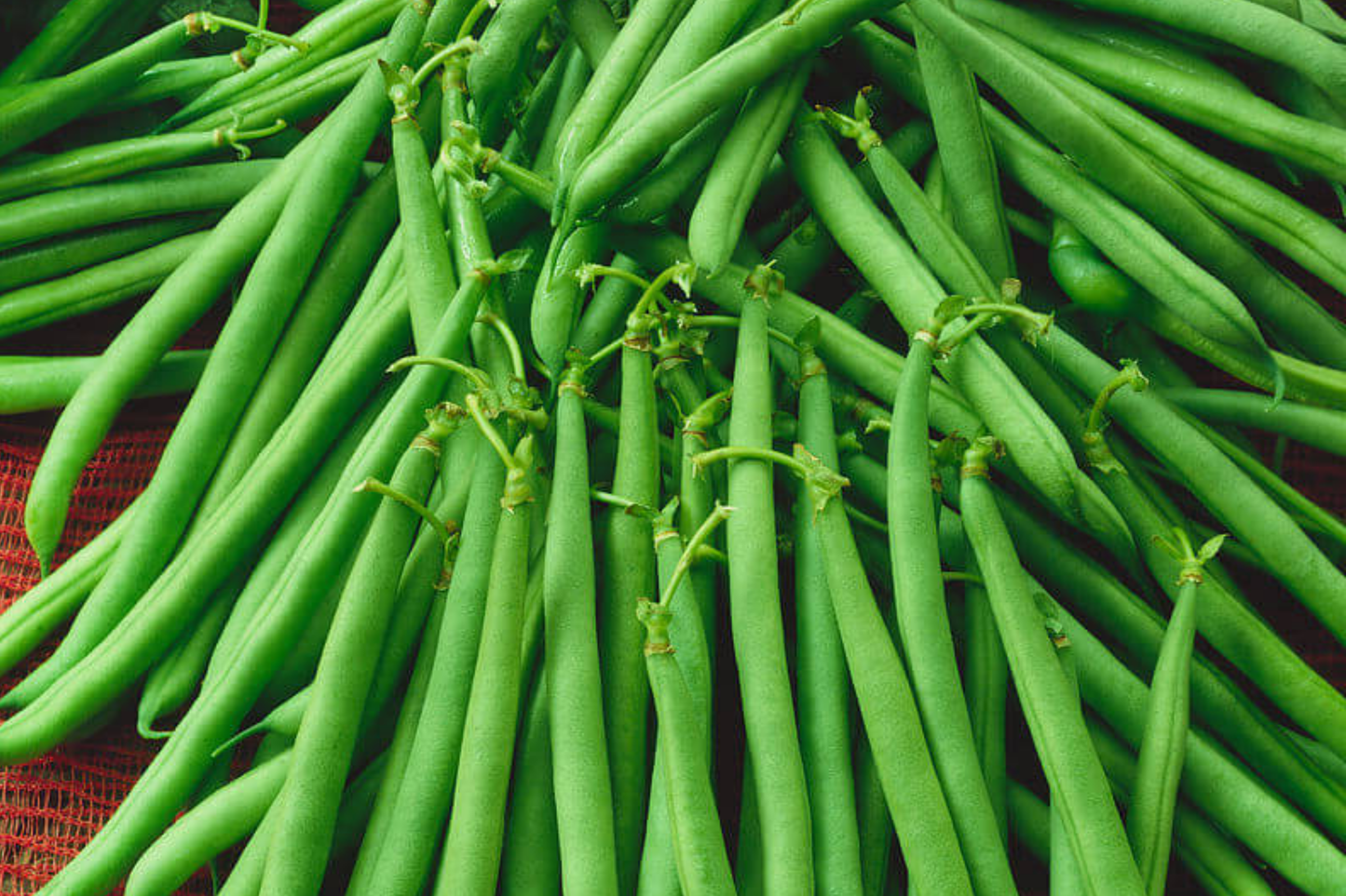 Top Crop Bush Bean Seeds | Non-GMO Heirloom Phaseolus vulgaris | Compact Garden Seeds for Edible Beans
