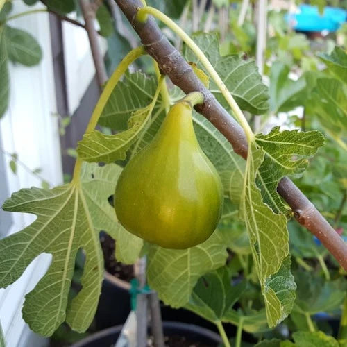 White Adriatic Fig Cuttings - Ficus carica Live Unrooted Stems for Propagation, Green-Skinned Fruit, Self-Pollinating, Home Orchard