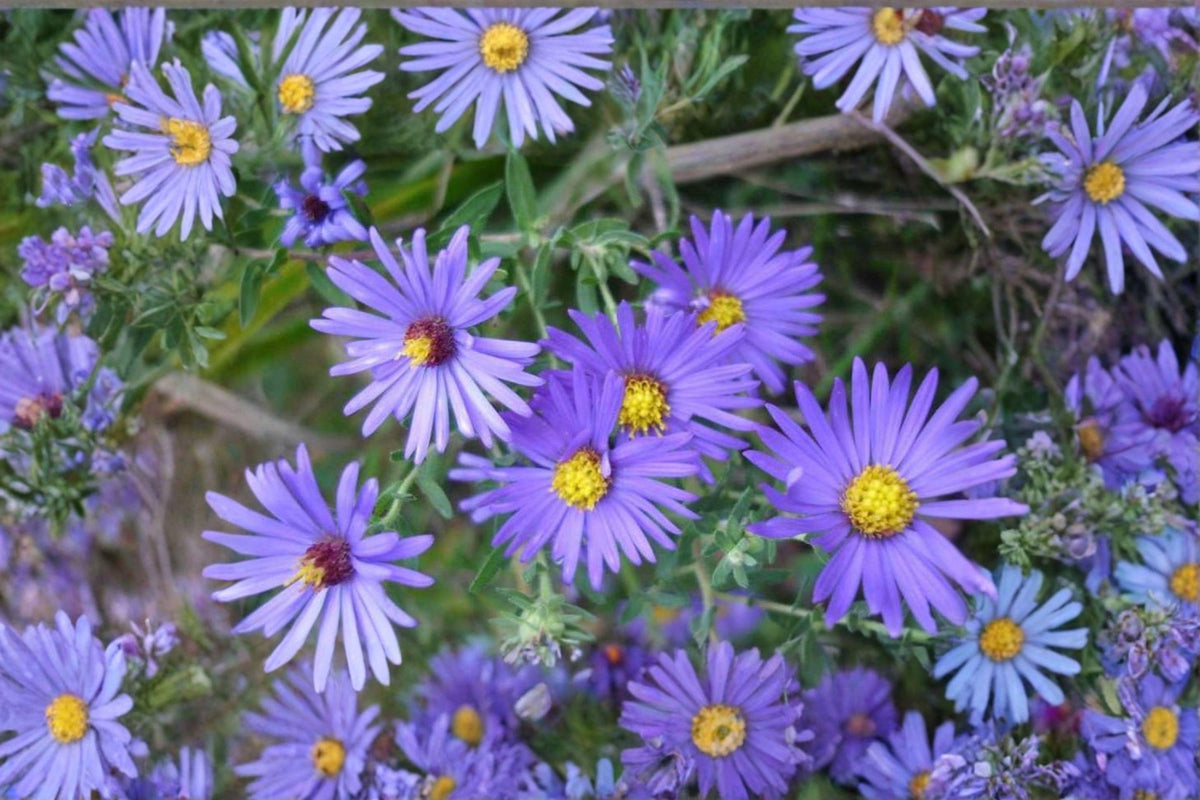 Aromatic Aster Seeds - 100 Open-Pollinated Seeds, Purple Flowers, Symphyotrichum oblongifolium, Native Wildflower, Drought-Tolerant