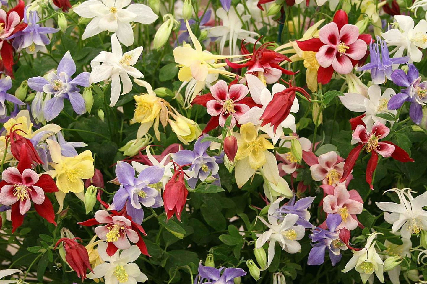 Columbine Seeds McKana Giant Mix - Non-GMO Aquilegia caerulea Flower Seeds for Easy Growing Gardens
