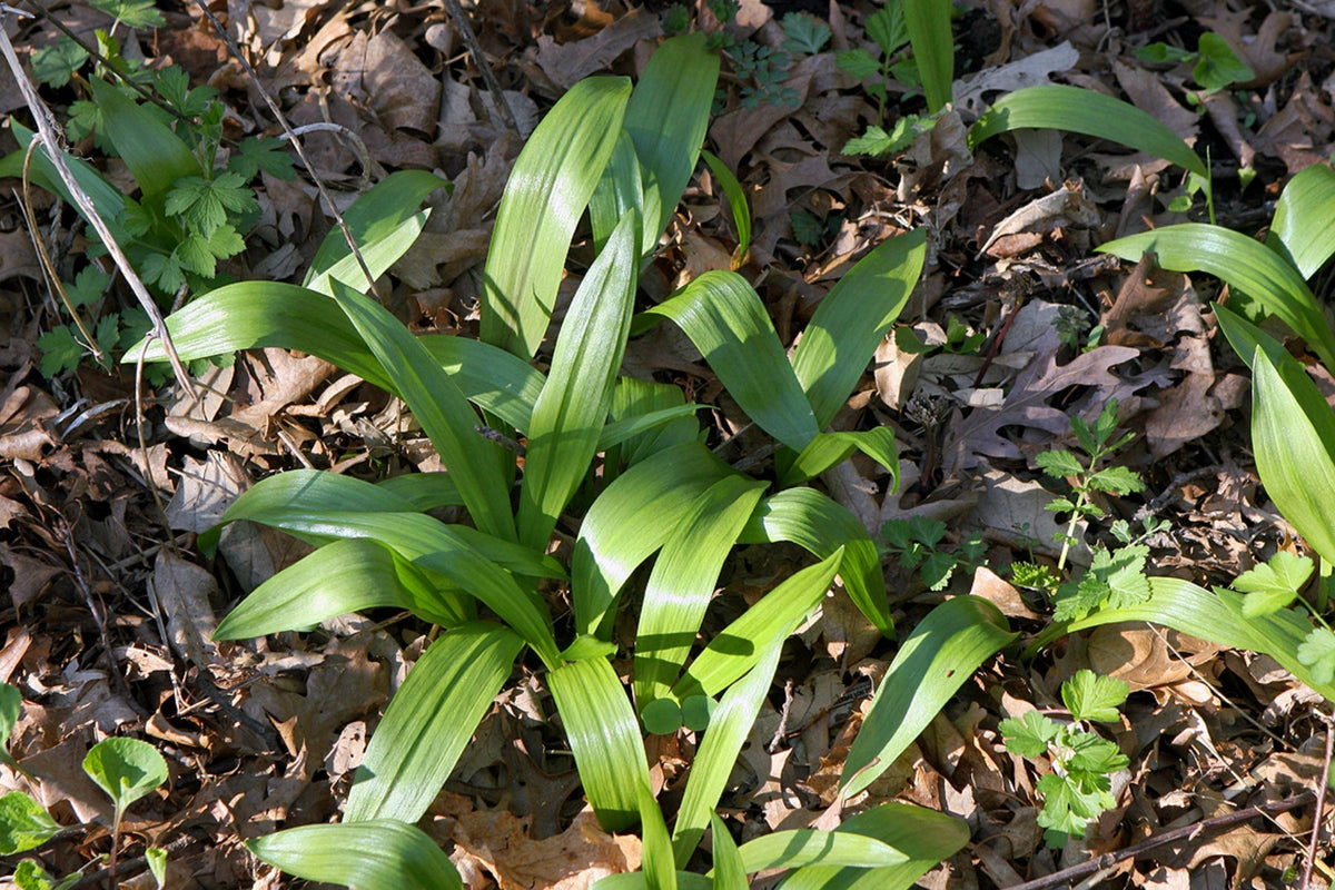Wild Ramps Seeds - Allium tricoccum - Perennial Wild Garlic & Leek Seeds for Shaded Gardens