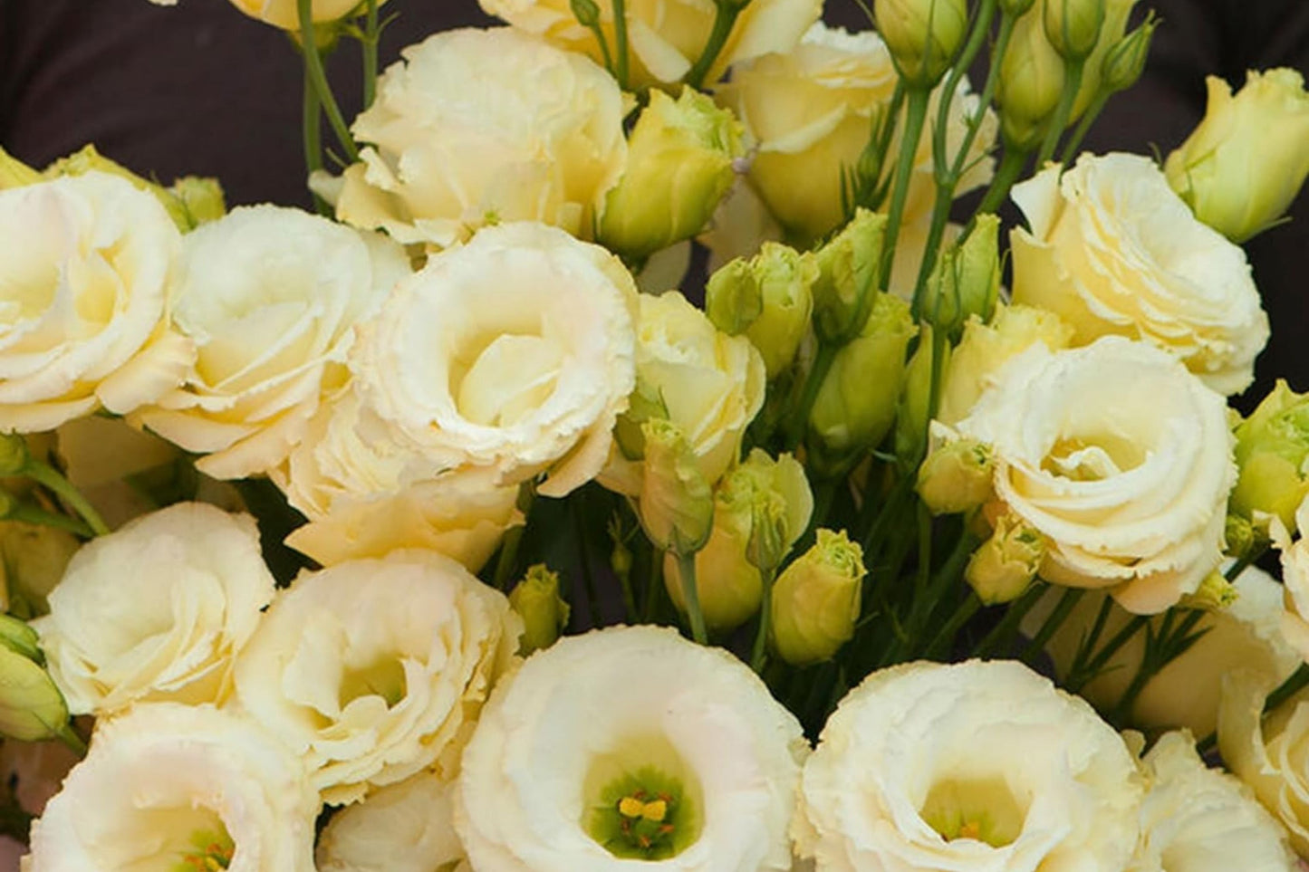 Lisianthus Seeds - Everlast Mix - Non-GMO Heirloom Flower Seeds - Eustoma grandiflorum for Garden & Cut Flowers