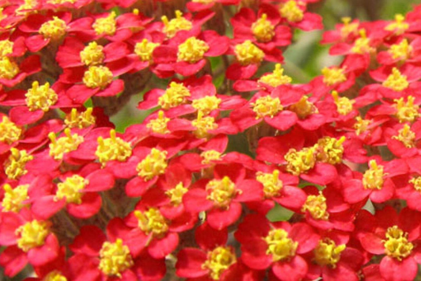 Red Yarrow Seeds, Non-GMO Achillea millefolium var. rubra, Garden Planting Seeds, Vibrant Red Flowers, Perennial, 200 Seeds