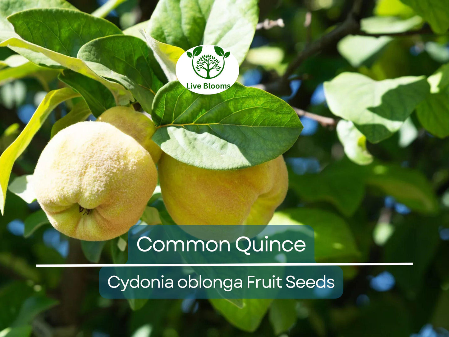 20 Common Quince Fruit Tree Seeds (Cydonia oblonga) for Backyard Orchards and Homegrown Sweet Edible Fruits