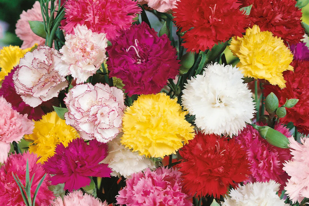 Chabaud Mix Carnation Seeds - Colorful, Fragrant Dianthus caryophyllus Flowers | Free Shipping