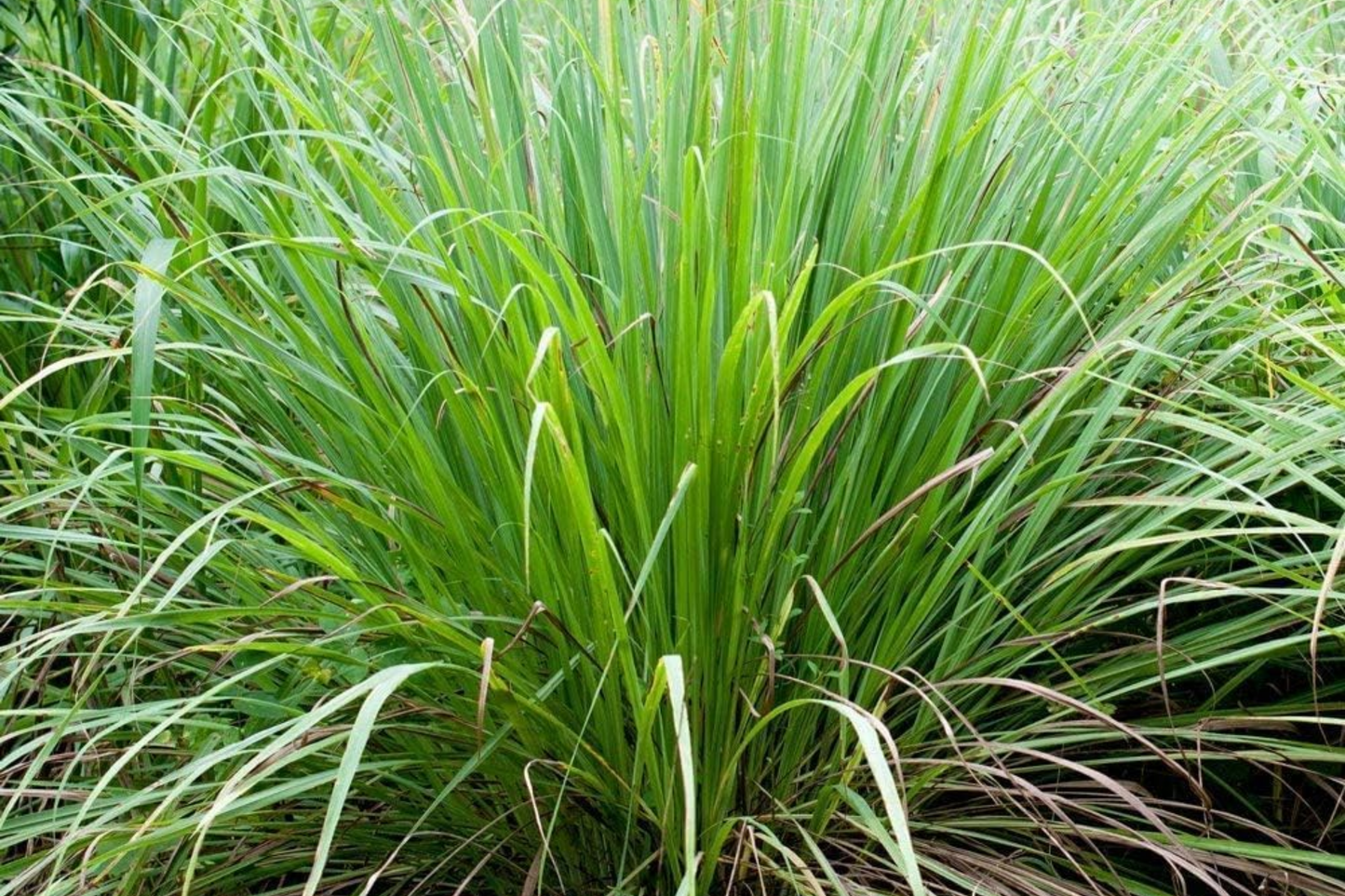 Lemon Grass Seeds | 100+ Non-GMO Cymbopogon citratus Seeds for Garden