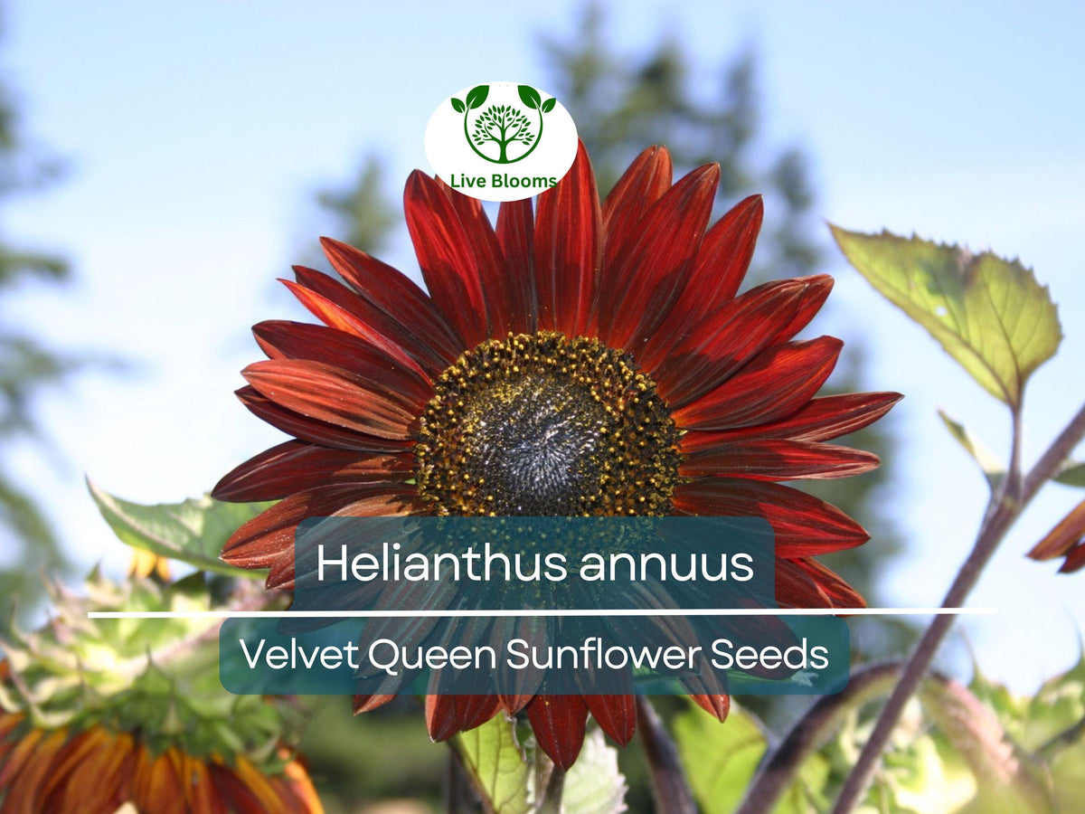 Velvet Queen Sunflower Seeds 1g - Rusty-Red Ornamental Blooms, Helianthus annuus - Attracts Pollinators & Ideal for Bouquets