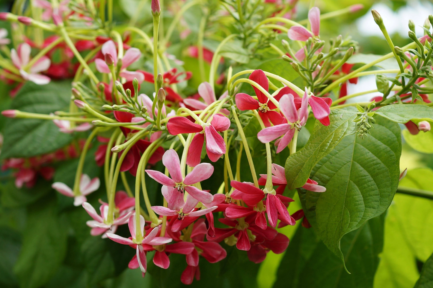 Rangoon Creeper Seeds - 5 Pack Quisqualis indicum Red Pink Flowering Climbing Vine for Gardens & Landscaping