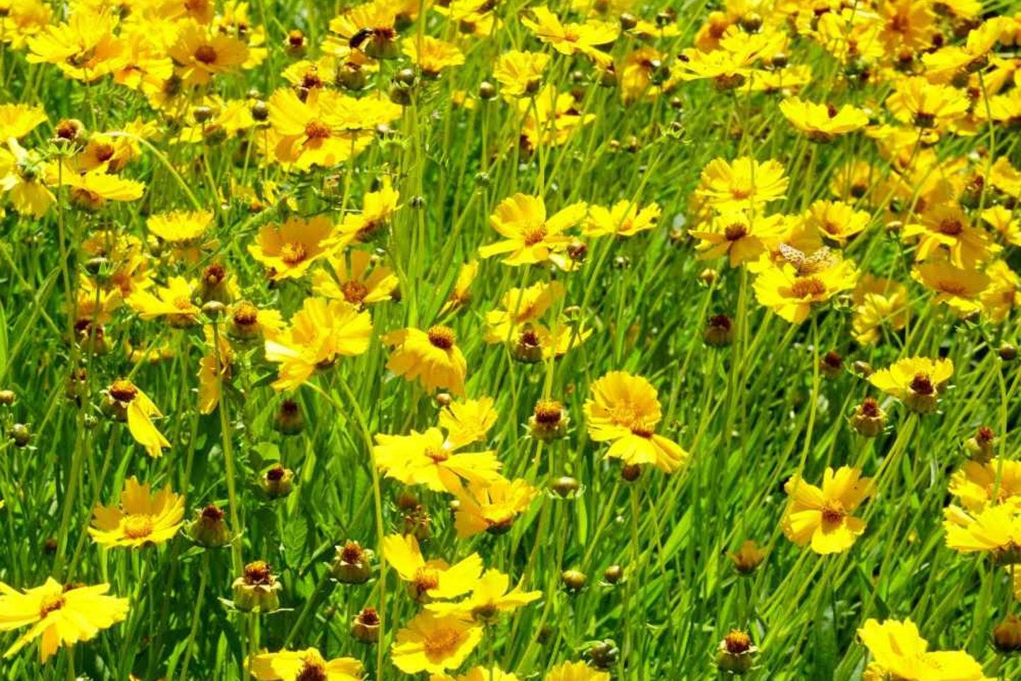 Lance Leaf Coreopsis Seeds - Non-GMO Flower Seeds for Garden - Coreopsis lanceolata, Bright Yellow Blooms