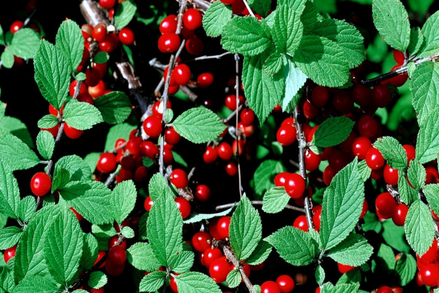 Nanking Chinese Dwarf Cherry Tree Seeds, Prunus tomentosa, Hardy Fruit, Fast Growing, Small Garden Tree, Cherry Seeds, Pollinator Attractant