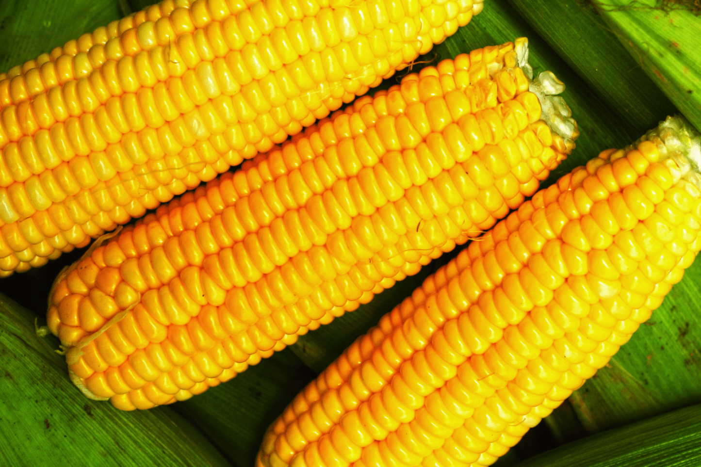 Non-GMO Trucker's Favorite Yellow Corn Seeds | Bulk Zea Mays Garden Seeds