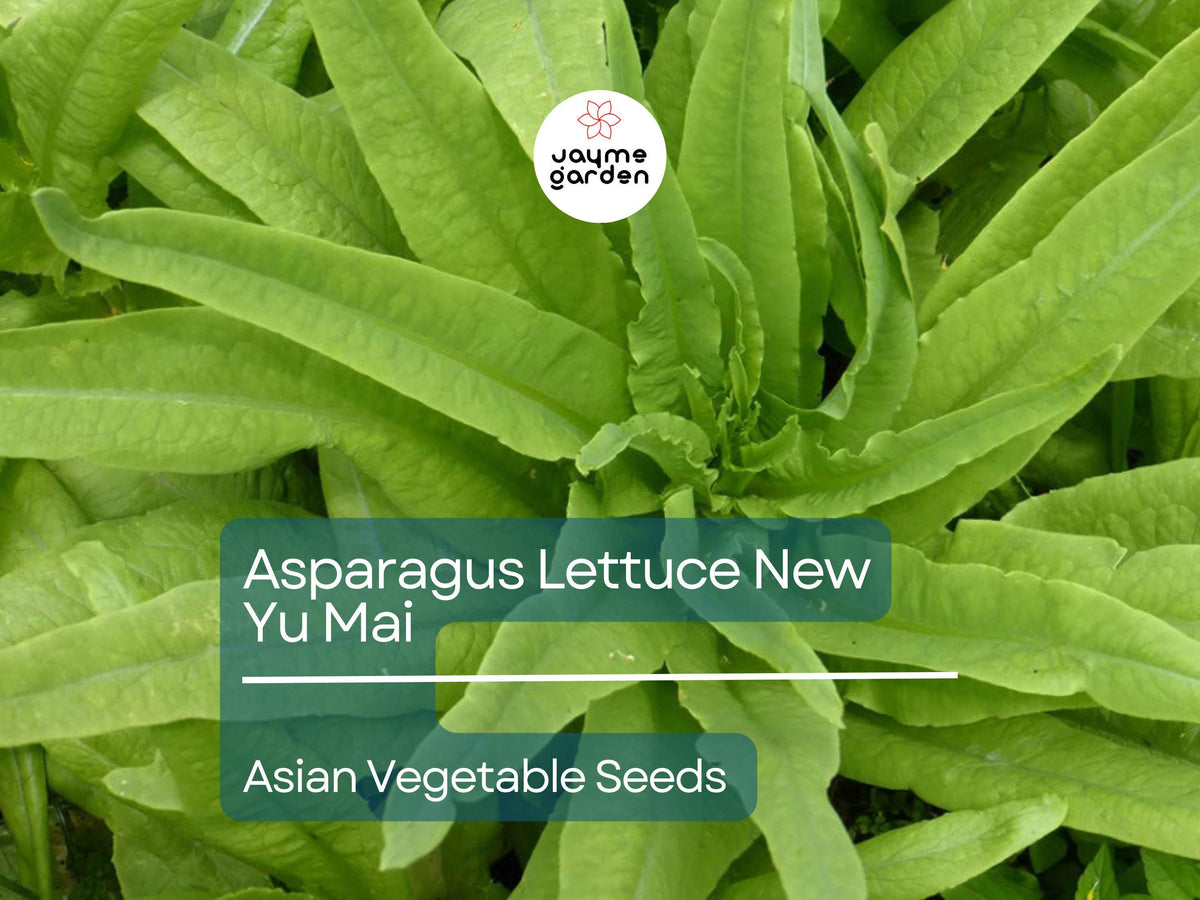 Asparagus Lettuce Seeds 500mg - New Yu Mai Variety - Heirloom Non-GMO - Crisp Stems & Leaves - Lactuca sativa var. angustana